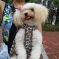 https://www.bossgoo.com/product-detail/pet-backpack-portable-pet-legs-out-53818505.html